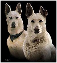 cooolart pet portraits on canvas