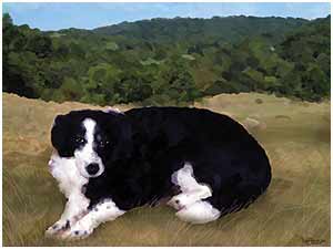 cooolart pet portraits