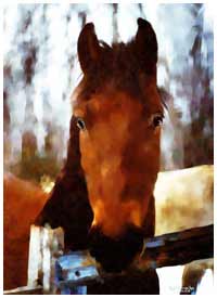 cooolart pet portraits on canvas